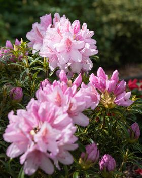 Rhododendron Ponticum Filigran (Rhododendron Ponticum)