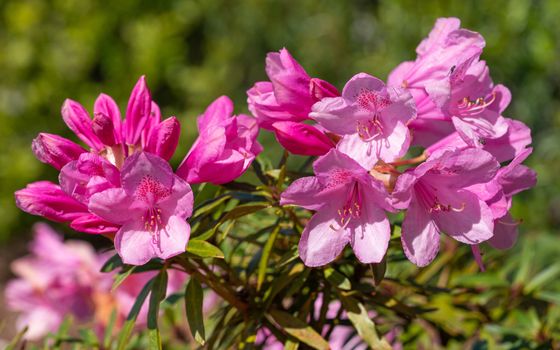 Rhododendron Ponticum Filigran (Rhododendron Ponticum)