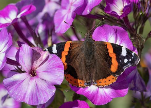 Red Admiral (Vanessa atalanta) on garden phlox
