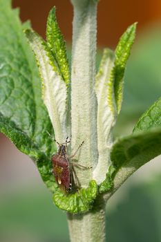 Sloe Bug (Dolycoris baccarum) on a green leaf
