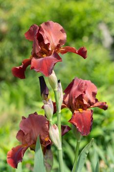 German iris (Iris barbata), close up of the flower head