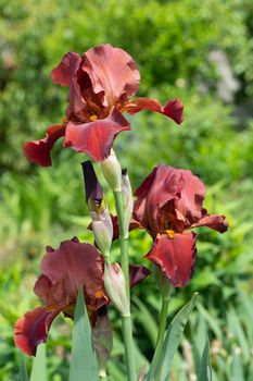 German iris (Iris barbata), close up of the flower head