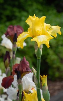 German iris (Iris barbata), close up of the flower head