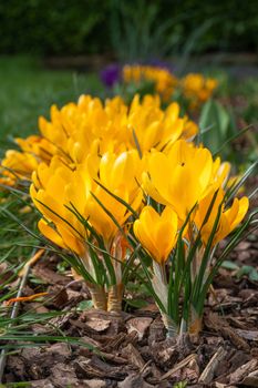 Crocus, close up of the flowers of the spring