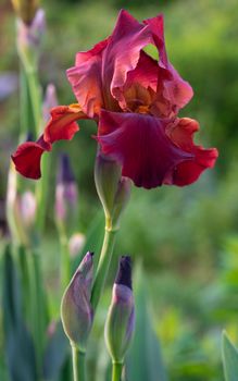 German iris (Iris barbata), close up of the flower head