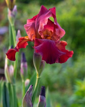 German iris (Iris barbata), close up of the flower head