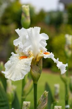 German iris (Iris barbata), close up of the flower head