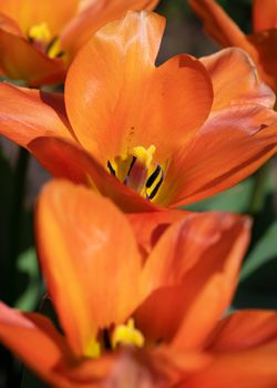 Tulip (Tulipa), close up of the flower of spring