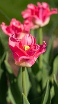 Tulip (Tulipa), close up of the flower of spring