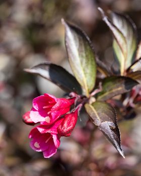 Weigela (Weigela florida), close up of the flower head