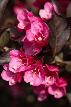 Weigela (Weigela florida), close up of the flower head