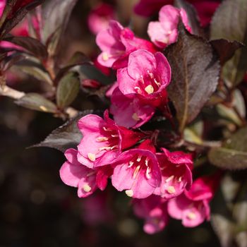 Weigela (Weigela florida), close up of the flower head