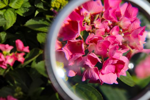 Beautiful and colorful flowers zoomed at with a magnifying glass