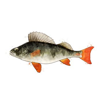 Perch, isolated raster illustration in watercolor style on a white background.