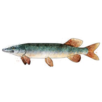 Pike, isolated raster illustration in watercolor style on a white background.