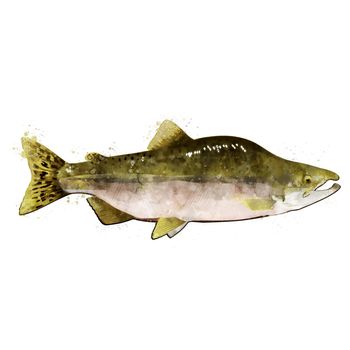 Pink Salmon, isolated raster illustration in watercolor style on a white background.