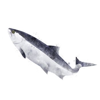 Pink Salmon, isolated raster illustration in watercolor style on a white background.