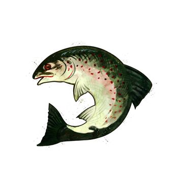 Salmon, isolated raster illustration in watercolor style on a white background.