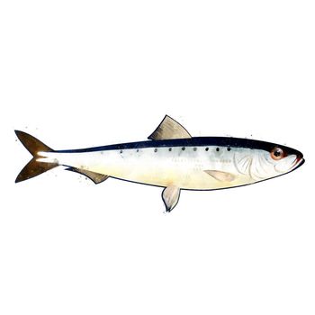 Sardine, isolated raster illustration in watercolor style on a white background.
