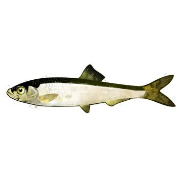 Sardine, isolated raster illustration in watercolor style on a white background.