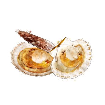 Scallop, isolated raster illustration in watercolor style on a white background.