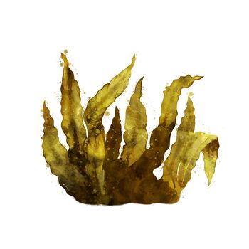 Sea Kelp, isolated raster illustration in watercolor style on a white background.