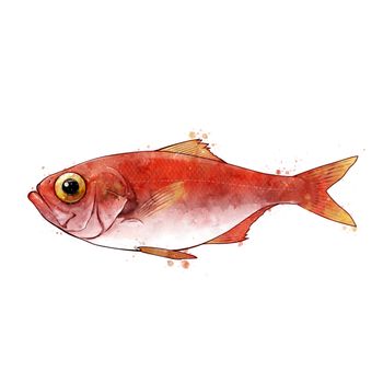 Sebastes, isolated raster illustration in watercolor style on a white background.