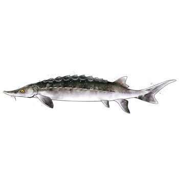 Sturgeon, isolated raster illustration in watercolor style on a white background.