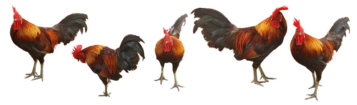 Bantam Chad, Thai chicken breed on white background. (With Clipping Path).