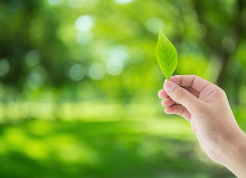 Hand with leaves on nature background - environment conservation concept.