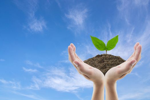 Hand holding soil and tree of sky background with environment concept.