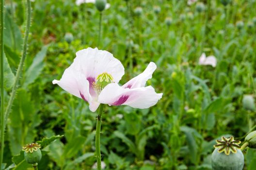 Close up of the head of an opium poppy, latin name Papaver somniferum, growing in a field in Hampshire, UK.  The crop is used to produce medicinal morphine for the pharmaceutical industry.  