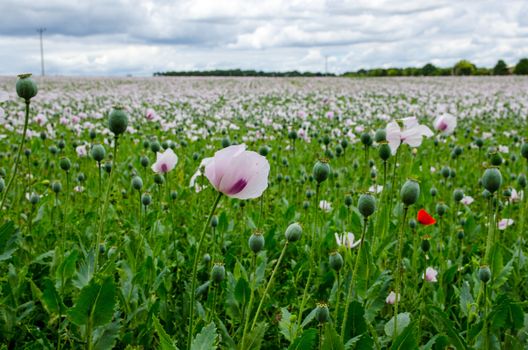 View of the edge of a field of opium poppies, latin name Papaver somniferum, growing on a farm in Hampshire, UK.  The crop is used to produce medicinal morphine for the pharmaceutical industry.