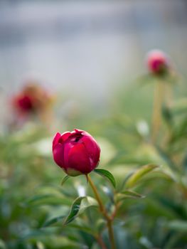 Beautiful unopened red purple peony in garden. Close up view of red purple piones on greeny background. Copy space for text. Vertical. Authentic shot. Cottagecore, fresh air, slow life concept