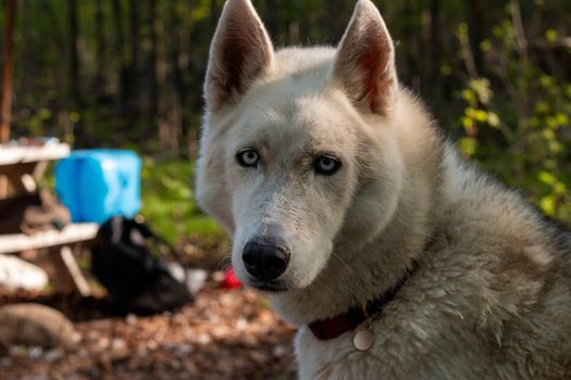 Two husky dogs stand on the background of a tent in tourist camping in the summer forest