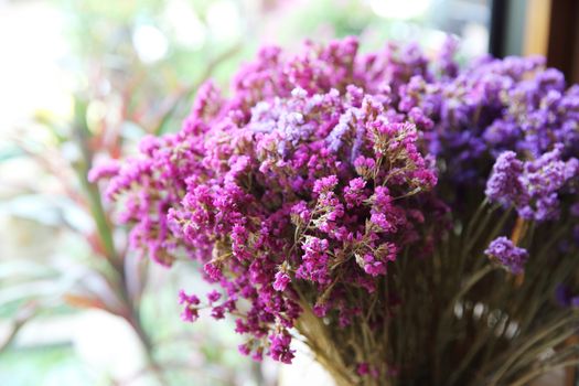 Chive purple plant