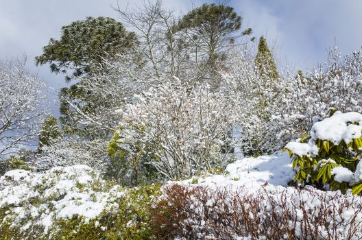 Snow covered garden with green plants, bushes, shrubbery and trees against a cloudy blue sky. Australian winter day in a frosty, snowy garden.