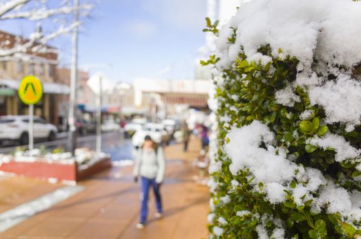 Snowy street with pedestrians and cars in Australia in winter. Green hedge covered in snow with blurry view of bright sunny city street.