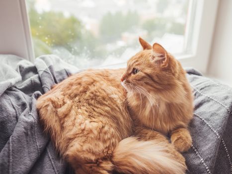 Cute ginger cat lying on blanket. Fluffy pet on window sill. It's raining outside. Domestic animal at cozy home.