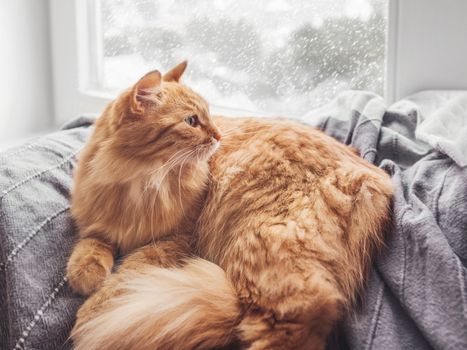 Cute ginger cat lying on blanket. Fluffy pet on window sill. Snowy weather outside. Domestic animal at cozy home.