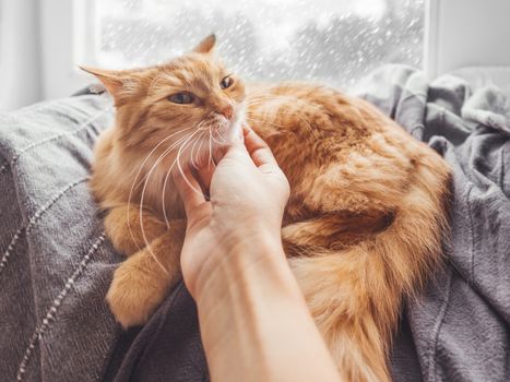 Woman strokes cute ginger cat lying on blanket on window sill. Fluffy pet purrs with pleasure. Snowy weather outside. Cozy home.