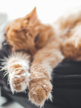 Cute ginger cat sleeps on black backpack on window sill. Fluffy pet has a nap on window sill. Domestic animal at cozy home.