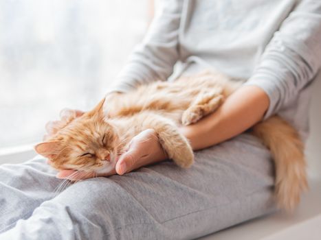 Cute ginger cat lying on woman's knees. Woman in grey pajama strokes fluffy pet. Cozy morning at home.