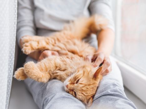 Cute ginger cat lying on woman's knees. Woman in grey pajama strokes fluffy pet. Cozy morning at home.