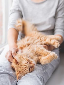 Cute ginger cat lying on woman's knees. Woman in grey pajama strokes fluffy pet. Cozy morning at home.