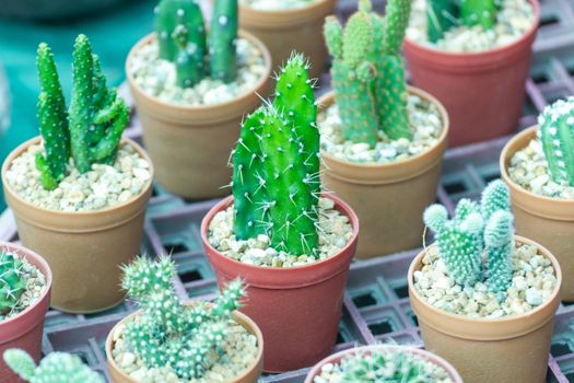 Various cactus plants Group of small cactus in the pot 
