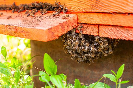 Bees entering the hive. Close up of the front entrance of a Honey Bee hive.