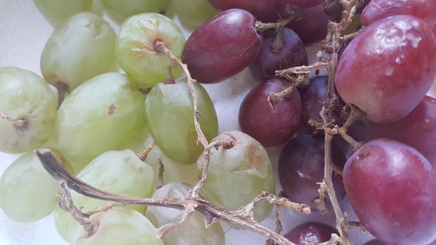A close up view of green and purple grapes in bunches. Sweet, juicy and tasty grapes a natural fruit for vegeterians and used for in wine making.