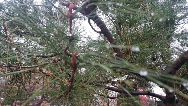 snow on tree branches in winter snowfall