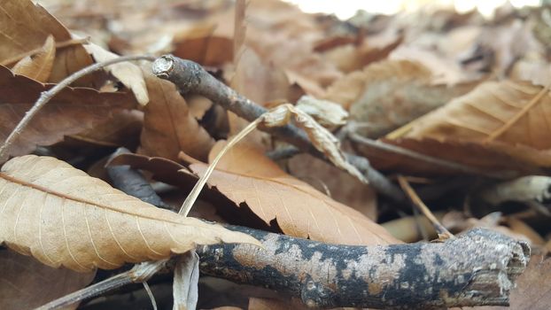 Dried brown and fresh green leaves on floor during autumn season. Leaves background for text and messages